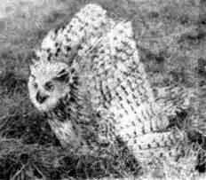 24 Стремясь напугать филин принимает своеобразную позу угрозы при которой - фото 25