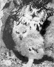 25 Гнездится филин как правило на земле Наиболее охотно он занимает - фото 26