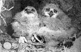 26 В гнезде птенцы филина находятся около месяца а затем разбредаются Однако - фото 27