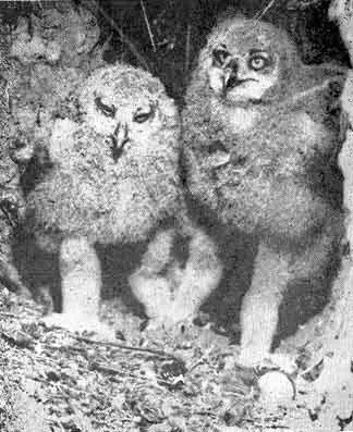 27 Как и у птенцов совок промежуточный наряд филинят несет следы поперечного - фото 28