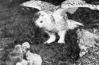 43 Как и большинство сов полярная сова начинает насиживание с первого яйца - фото 44