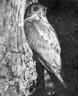 53 В дебрях Уссурийского края обитает иглоногая сова Ninox scutulata Внешне - фото 54