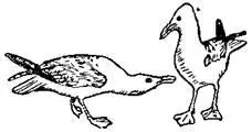 У большинства куриных птиц драка петухов обычно оканчивается тем что один из - фото 87