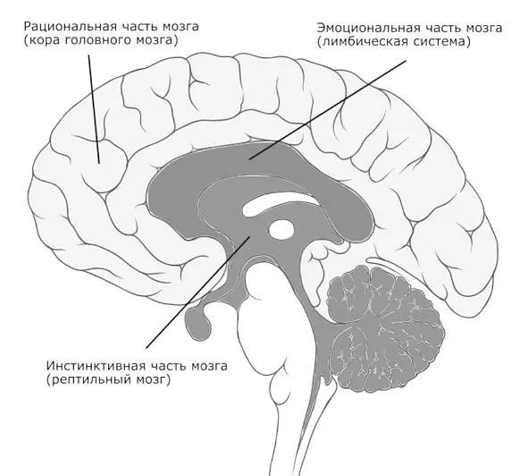 Рис Части мозга ответственные за разные функции Как следствие человек - фото 3