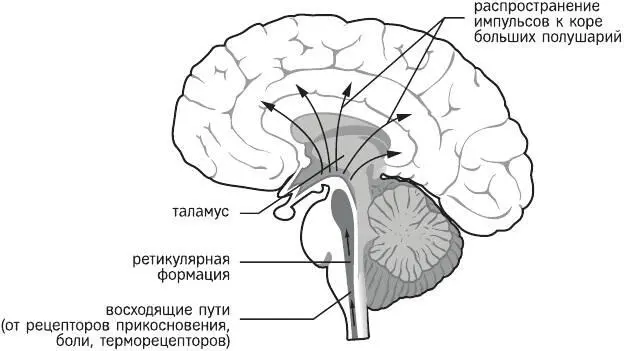 Рис Анатомическое расположение ретикулярной формации Психическая энергия - фото 4