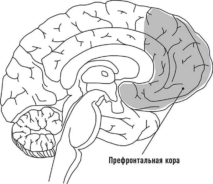 Рис Анатомическое расположение префронтальной коры Утром следующего дня - фото 6