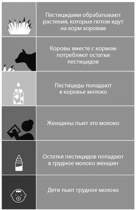 РИСУНОК 2Как пестициды попадают из коровьего корма в организм грудных детей - фото 18
