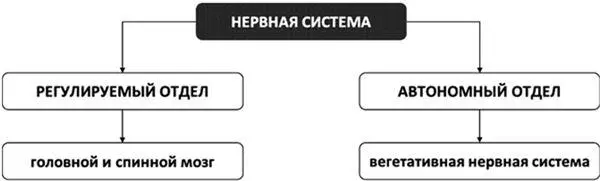 Рис 9Отделы нервной системы Но чтобы всякий раз образно говоря не рвать её - фото 12