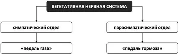 Рис 10 Отделы вегетативной нервной системы Поэтому заслуженную порцию - фото 13