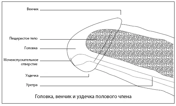 Другой тип защиты который сосредоточен на головке это страх преждевременной - фото 2