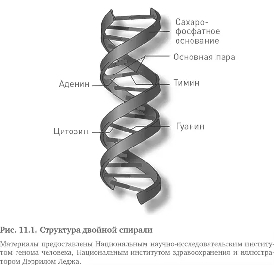 ДНК это сокращение от названия химического соединения дезоксирибонуклеиновая - фото 31