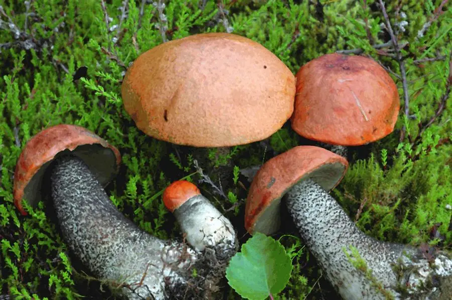 Подосиновик желтобурый Leccinum versipelle Пер Марстад Для начала нам дали - фото 2