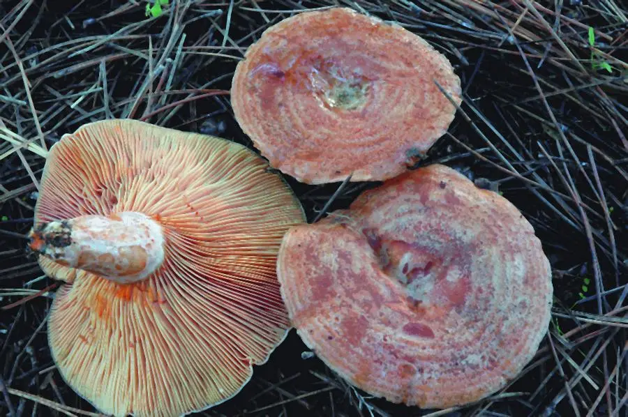 Рыжик настоящий Lactarius deliciosus Пер Марстад Что еще знали грибники что - фото 5