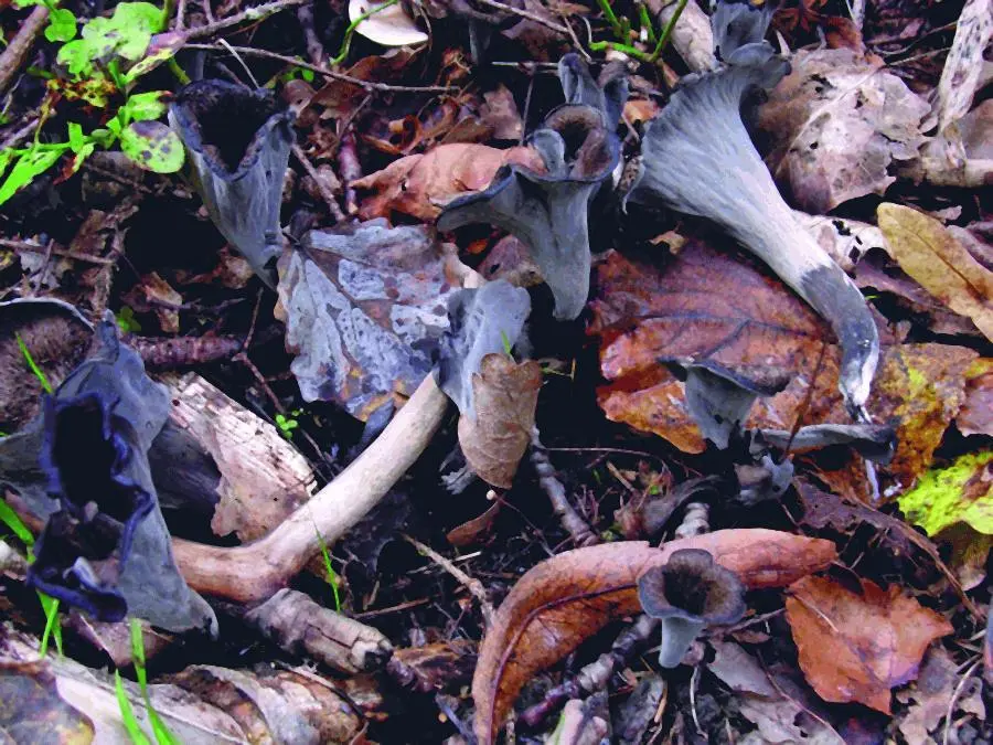 Вороночник рожковидный Craterellus cornucopioides Оливер Смит Когда я начала - фото 6
