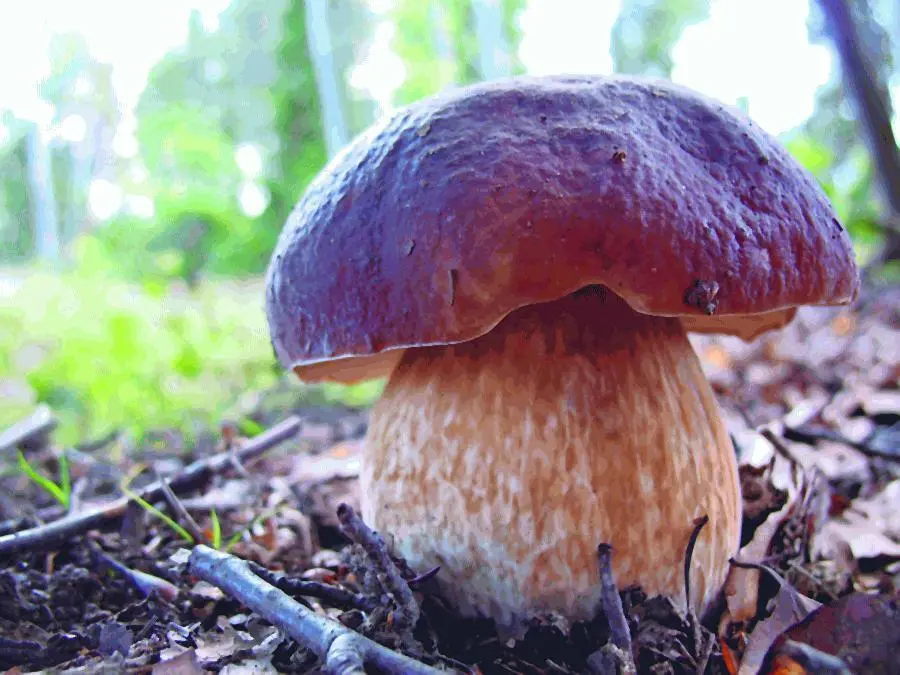 Белый гриб Boletus edulis Оливер Смит Когда начинающего грибника зовет в лес - фото 7