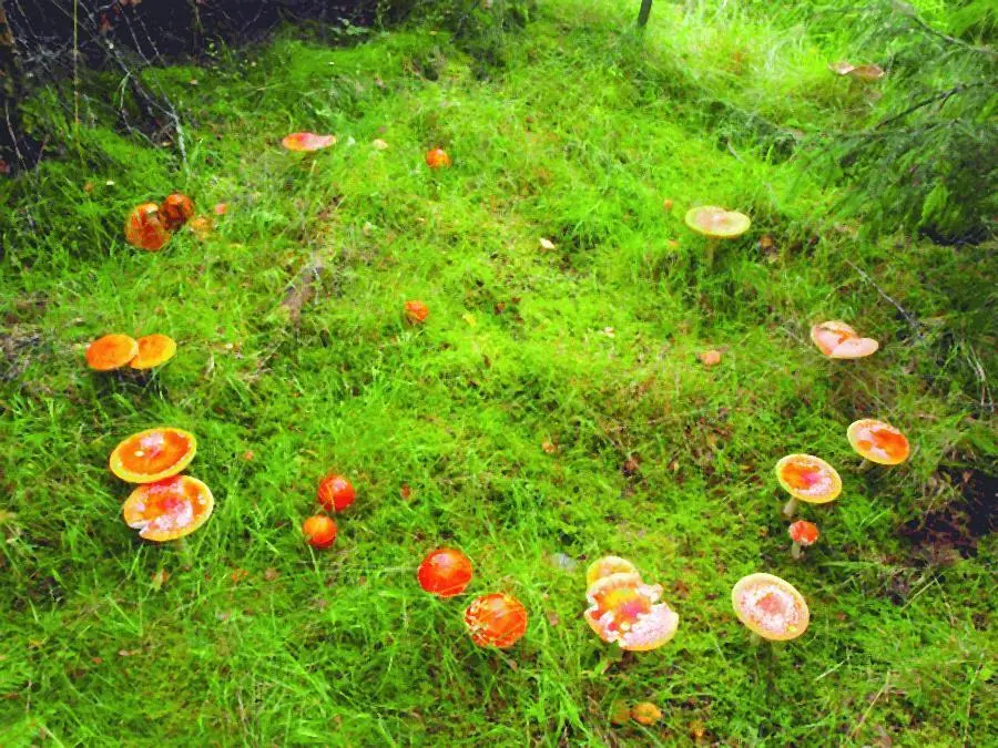 Ведьмин круг из мухоморов красных Amanita muscaria Сири Бьернер Практические - фото 8