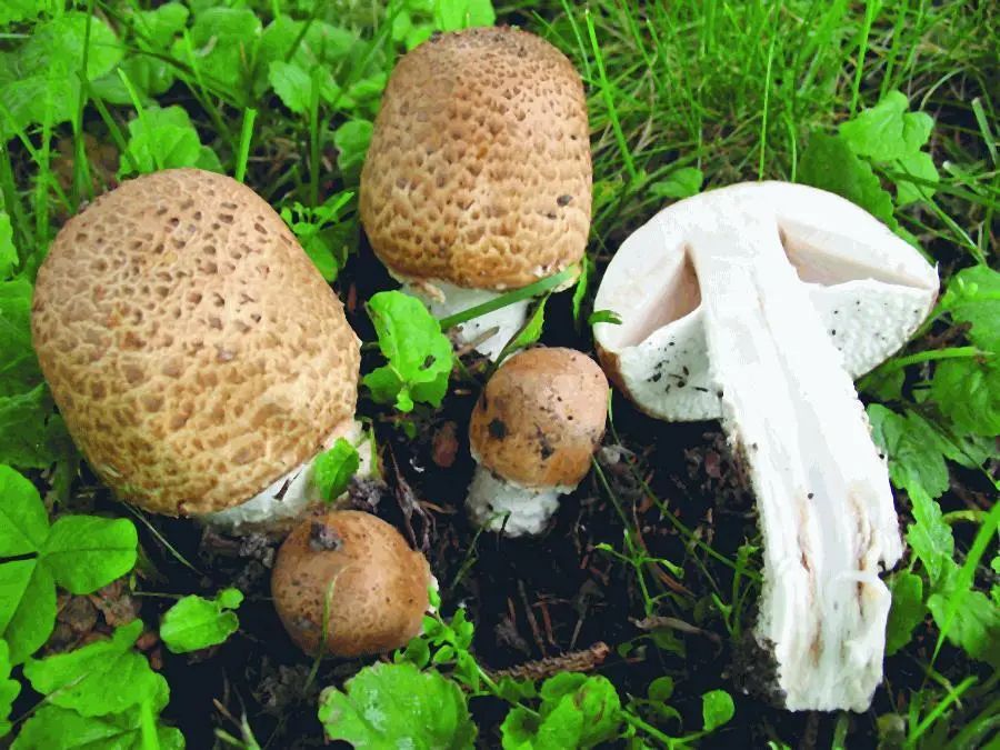 Шампиньон августовский Agaricus augustus Оливер Смит Первыми грибное - фото 9