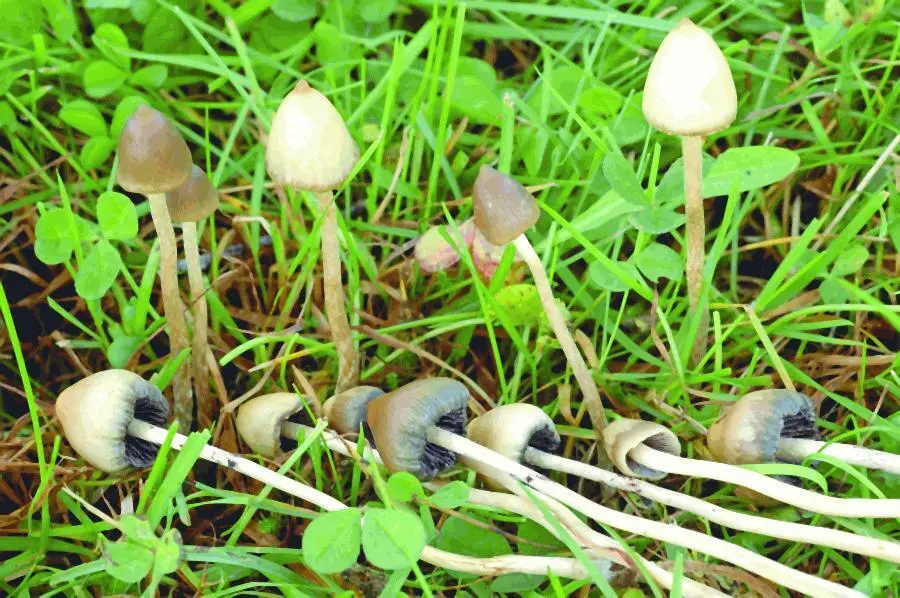Псилоцибе полуланцетовидная Psilocybe semilanceata Пер Марстад Целью - фото 20