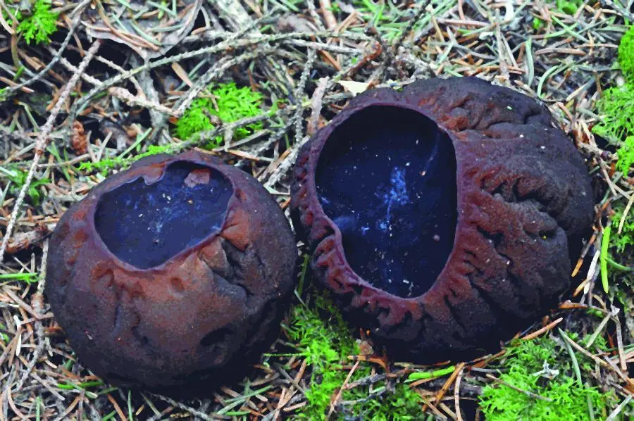 Саркосома шаровидная Sarcosoma globosum Пер Марстад Ядро объединения - фото 22