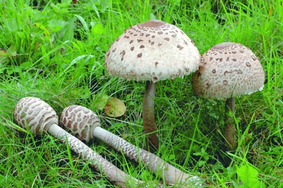 Зонтик пестрый Macrolepiota procera Пер Марстад В первый день конгресса - фото 23