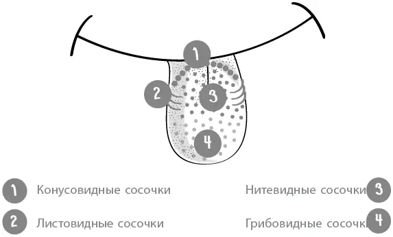 Вкусовые сосочки как стражи реагируют на то что попадает к нам в рот и - фото 4