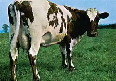 Корова с Atom Heart Mother некая Лулубелль III обитательница ПоттерсБар - фото 112