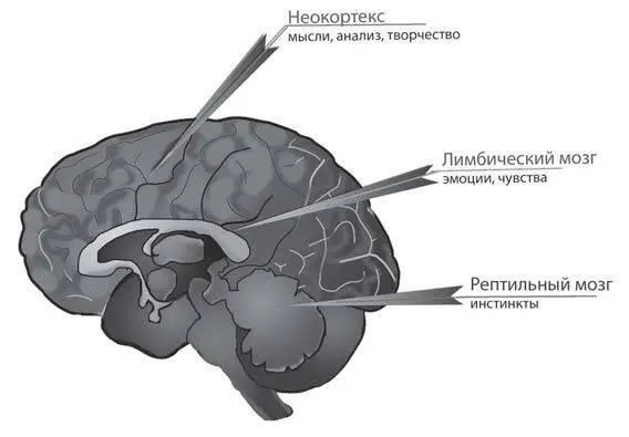 Лимбический мозг отвечает за наши эмоции то есть он управляет нашими железами - фото 1