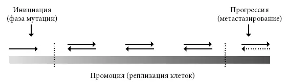 Набор двойных стрелок указывает на обратимость процесса развития рака Подобно - фото 43