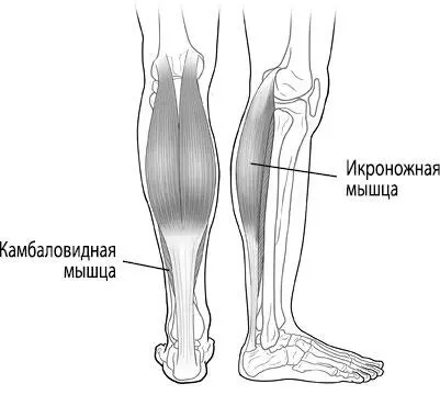 Рис 20 Икры Икроножные мышцы нужны не только для движения вперед по жизни - фото 43
