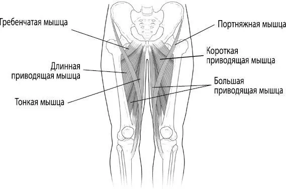 Рис 25 Приводящие мышцы внутренняя сторона бедер Приводящие мышцы состоят - фото 50