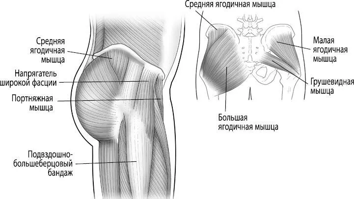 Рис 2728 Отводящие мышцы внешняя сторона бедер Подвздошнобольшеберцовый - фото 53