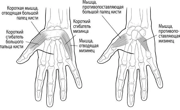 Рис 54 Мышцы кисти Мышцы гипотенара состоят из короткого сгибателя мизинца - фото 95