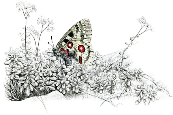 Предисловие иллюстратора Бабочки чудесные насекомые часто ослепительно - фото 1