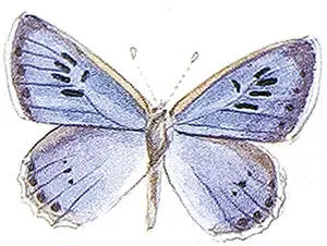 Гусеницы толстоголовкизапятой Hesperia comma строят похожие чехлики из - фото 10