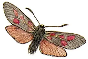 Erebia pluto высокогорный вид он встречается только в Альпах и Центральных - фото 29