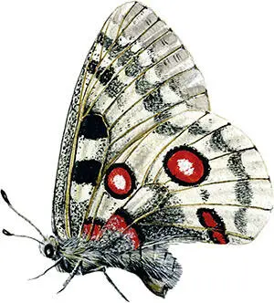 Аполлон обыкновенный Чтобы отличить Parnassius sacerdos от Parnassius apollo - фото 34