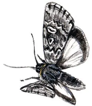У вида Sympistis heliophila указание на дневной образ жизни содержится в - фото 51