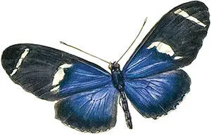 Геликония сара подвид sprucei Heliconius sara subsp sprucei Бабочки сосут - фото 70