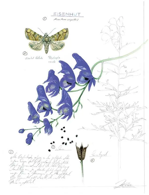 1 Борец клобучковый Aconitum napellus 2 Металловидка монета - фото 238