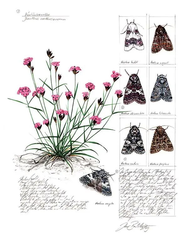 1 Гвоздика картузианская Dianthus carthusianorum 2 Совка семенная - фото 257