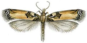 Ypsolopha trichonella Гусениц кистехвоста степного Teia dubia тоже можно - фото 269