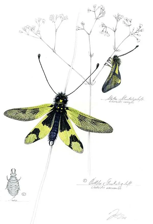 1 Аскалаф пестрый Libelloides macaronius 2 Личинка Мимо проносится - фото 272