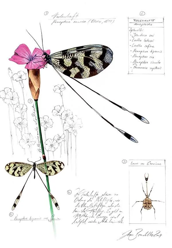 1 Нитекрылка Nemoptera sinuata Olivies 1811 2 Нитекрылки - фото 273
