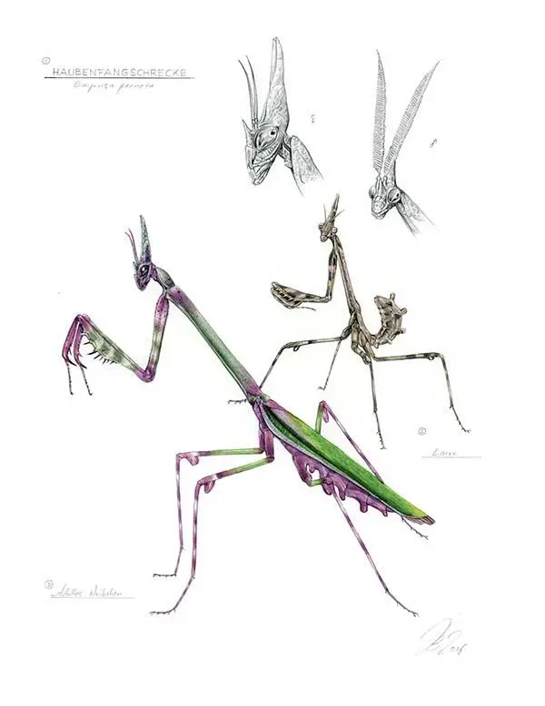 1 Богомол Empusa pennata 2 Личинка 3 Взрослая самка Большую роль в - фото 276