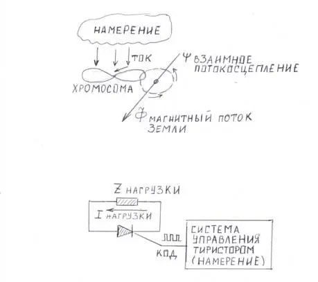 Хромосома ДНК представляет собой петлю которая по концам замкнута белком - фото 30