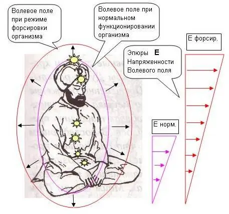 Режим работы организма при сильном Волевом Устремлении является главным - фото 45