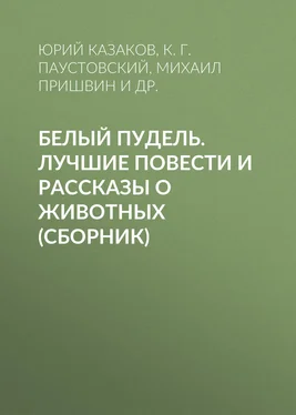 Леонид Андреев Белый пудель. Лучшие повести и рассказы о животных (сборник) обложка книги