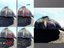 Силуэт зайца виден на ракушке на задней его части присутствует круг с надписью - фото 17