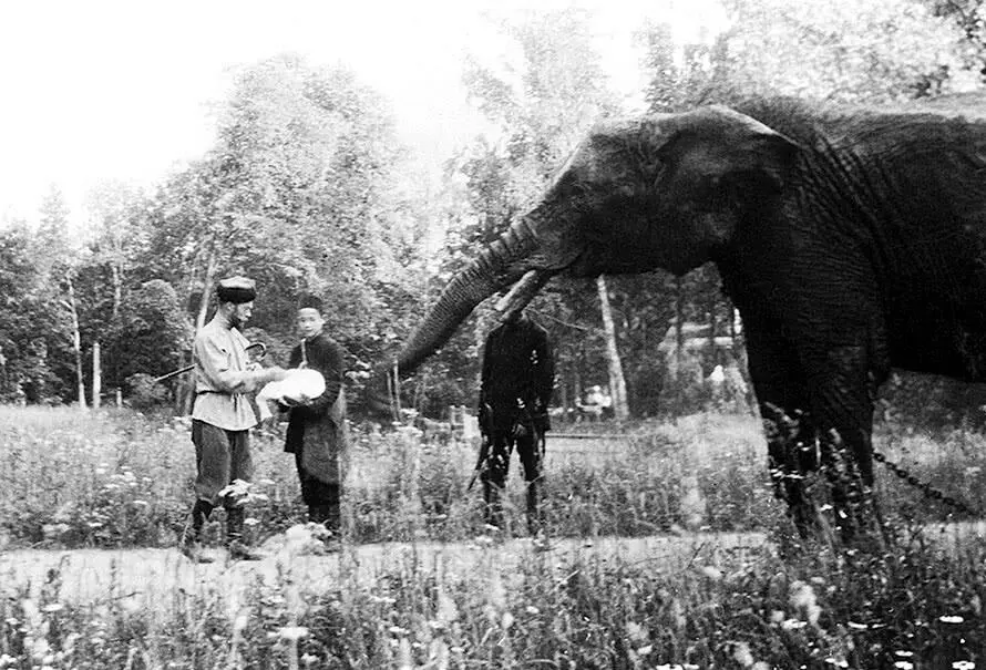 Николай II и слон в Царском Селе Николай II вступил на престол когда ему было - фото 2