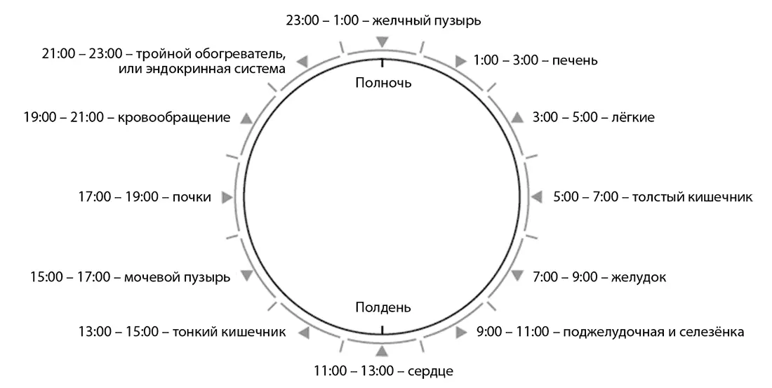 Главный хронометр находится в гипоталамусе состоит из кластера в котором - фото 2
